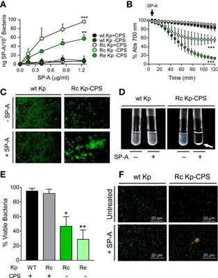 Cooperative action of SP-A and its trimeric recombinant fragment with polymyxins against Gram-negative respiratory bacteria